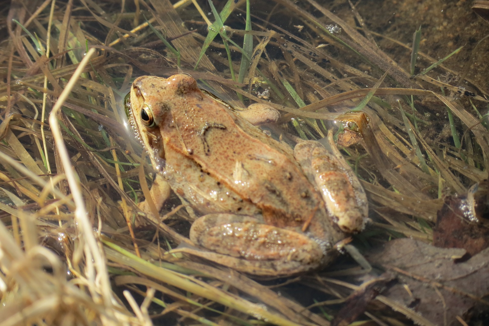 У краснокнижных лягушек в Измайловском парке начался брачный период   